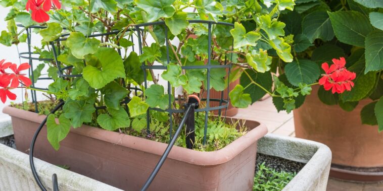 Le goutte à goutte : un arrosage économique et écologique