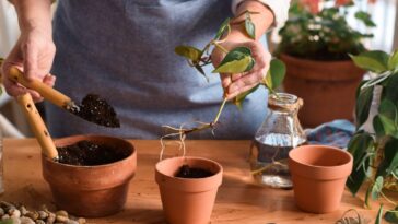 Découvrez comment faire le bouturage de vos plantes préférées !