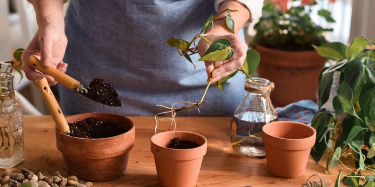 Découvrez comment faire le bouturage de vos plantes préférées !