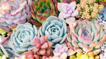Découvrez notre sélection de plantes grasses d’extérieur résistantes au froid !