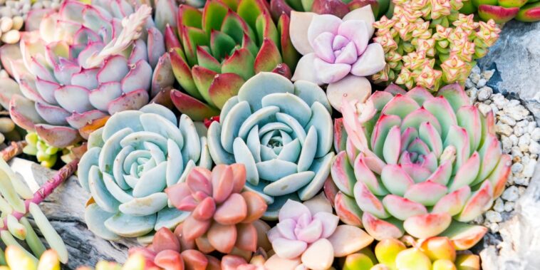 Découvrez notre sélection de plantes grasses d’extérieur résistantes au froid !