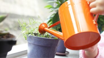Pourquoi faut-il arroser les plantes avec de l'eau de cuisson du riz ?
