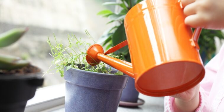 Pourquoi faut-il arroser les plantes avec de l'eau de cuisson du riz ?