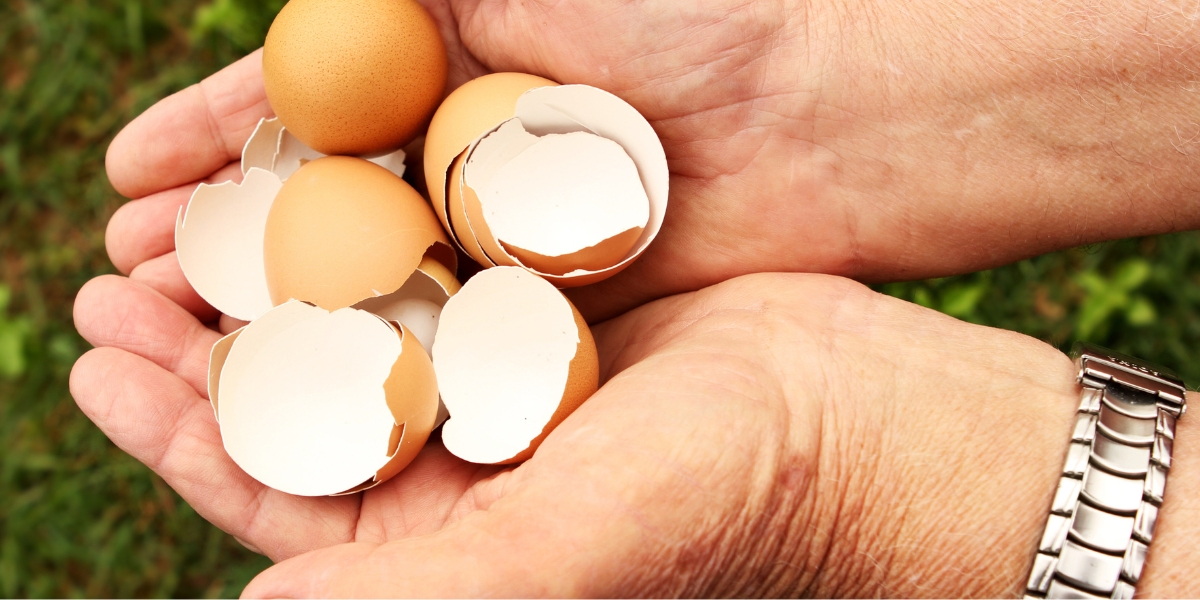 Comment faire un engrais naturel avec des coquilles d