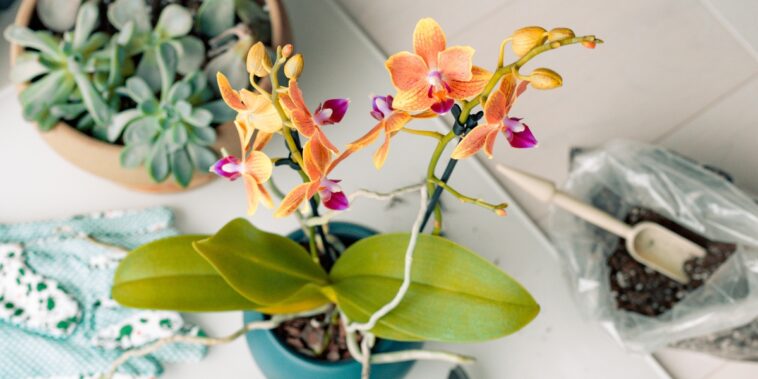 Comment faire pour rempoter une orchidée ? À quel moment ?