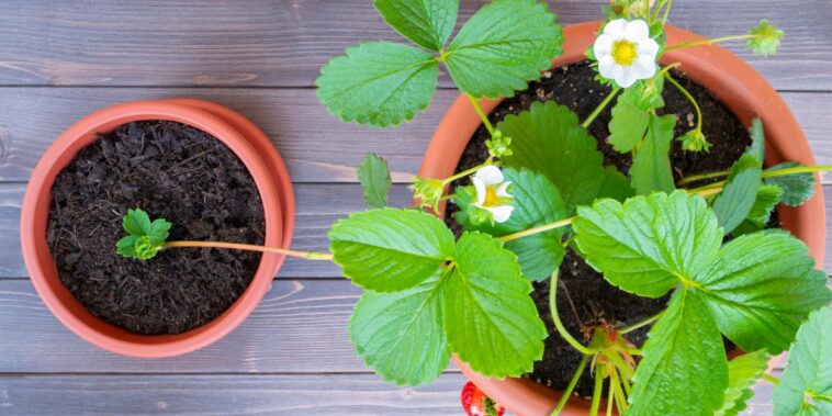 Quand planter les plants de fraises ?