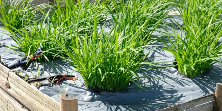 Comment diviser votre ciboulette pour en avoir à l’infini au potager et avoir des plants bien rigoureux ?