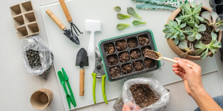 4 types de substrats pour réussir ses multiplications des plantes hors-sol !