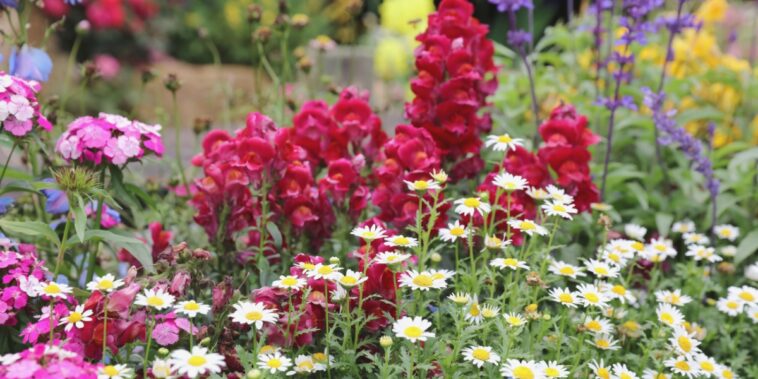 Comment prolonger les floraisons des vivaces au jardin ?