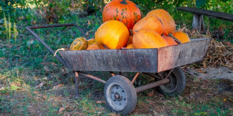 Jardinage en novembre : travaux et conseils au jardin