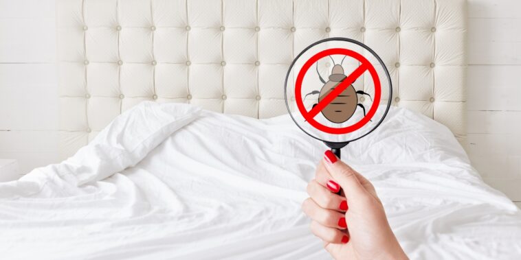 Comment se débarrasser des punaises de lit ?