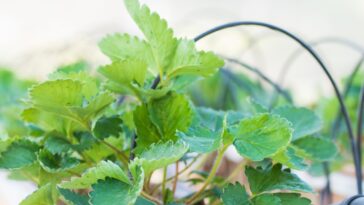 Fraisier : conseils de plantation, taille et entretien