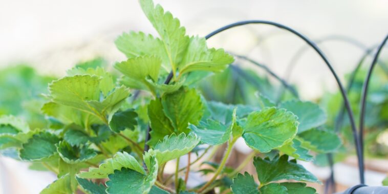 Fraisier : conseils de plantation, taille et entretien