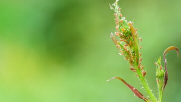Voici comment protéger efficacement votre jardin des ravageurs en octobre