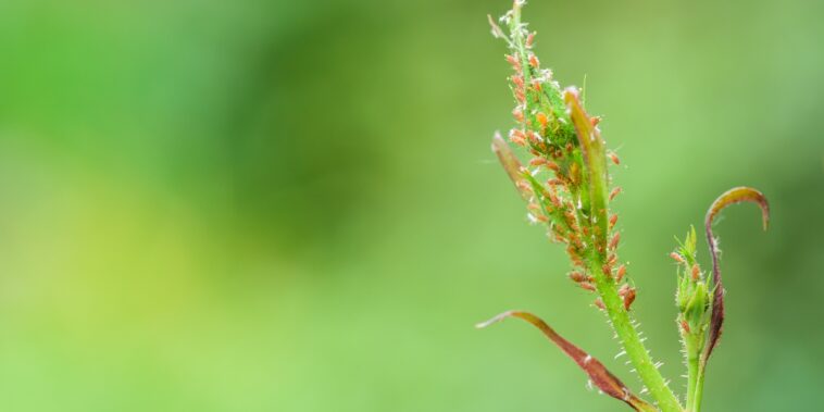 Voici comment protéger efficacement votre jardin des ravageurs en octobre