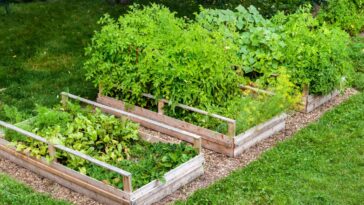 Découvrez les avantages d'un potager surélevé !