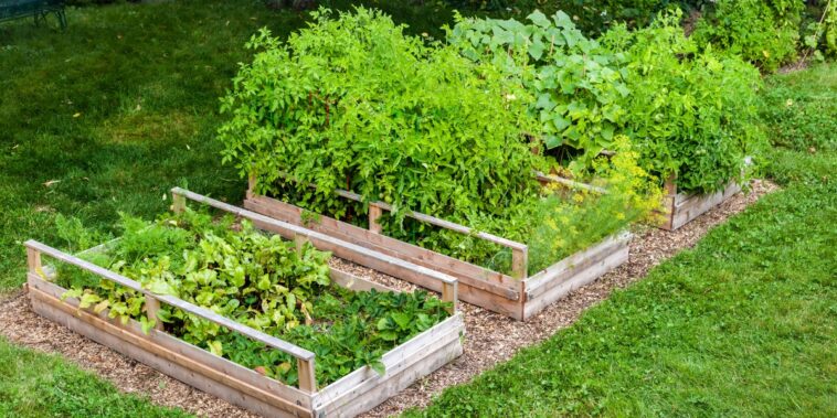 Découvrez les avantages d'un potager surélevé !