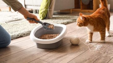 Comment recycler et jeter la litière du chat ?
