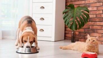 Vous avez un chien et un chat à la maison ? Voici où vous devez mettre la litière et la gamelle du félin
