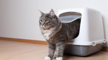 Comment attirer un chat à aller dans sa litière : 4 astuces pratiques