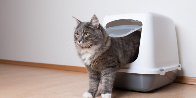 Comment attirer un chat à aller dans sa litière : 4 astuces pratiques