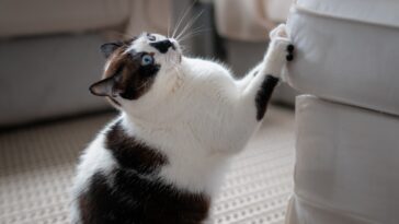 Comment utiliser le papier aluminium pour empêcher les chats de griffer vos meubles ?