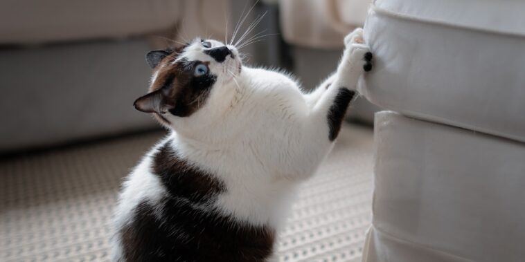Comment utiliser le papier aluminium pour empêcher les chats de griffer vos meubles ?