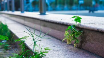Voici comment faire pour que les mauvaises herbes ne repoussent plus jamais !
