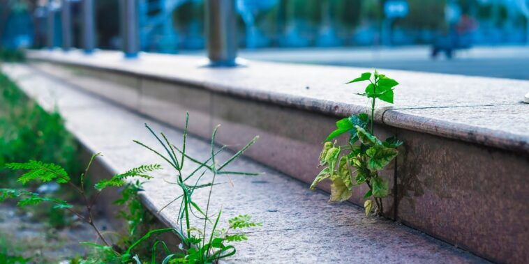 Voici comment faire pour que les mauvaises herbes ne repoussent plus jamais !