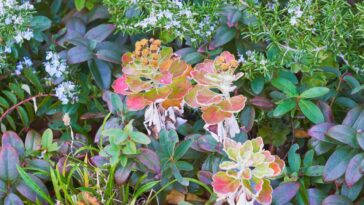 Jardin d’hiver : comment cultiver les plantes tropicales ?