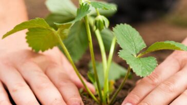 Planter des fraisiers : quand et comment faire vos plantations ?
