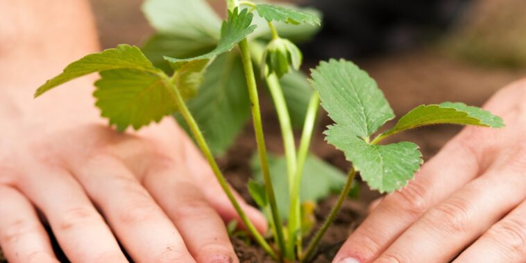 Planter des fraisiers : quand et comment faire vos plantations ?