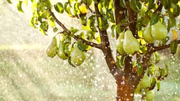La saison des pluies approche, découvrez nos astuces pour préparer votre jardin en toute sérénité