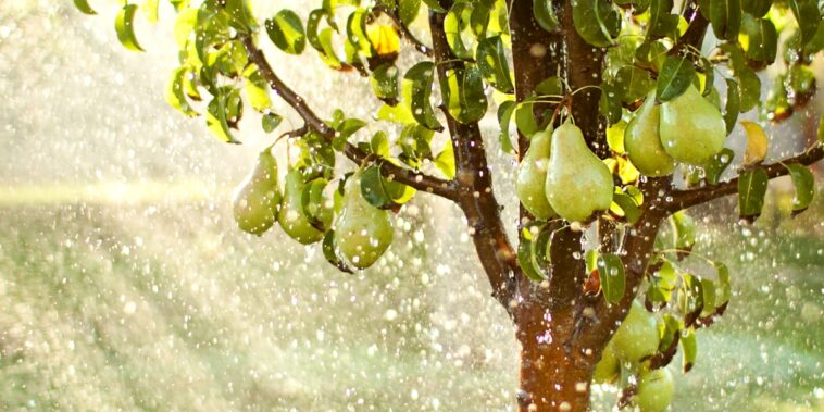 La saison des pluies approche, découvrez nos astuces pour préparer votre jardin en toute sérénité