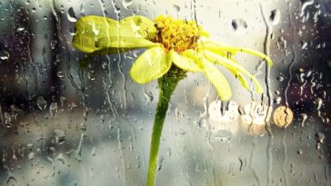 Comment préparez vos plantes aux périodes froides ?