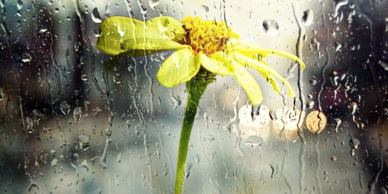 Comment préparez vos plantes aux périodes froides ?