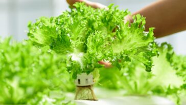 4 astuces pour garder sa laitue fraîche plus longtemps !
