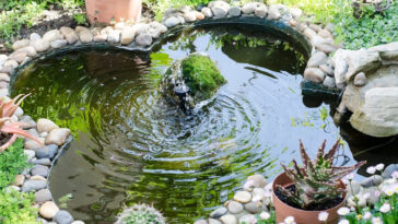 Astuces jardin : comment créer un jardin aquatique et attirer la vie pour un espace zen