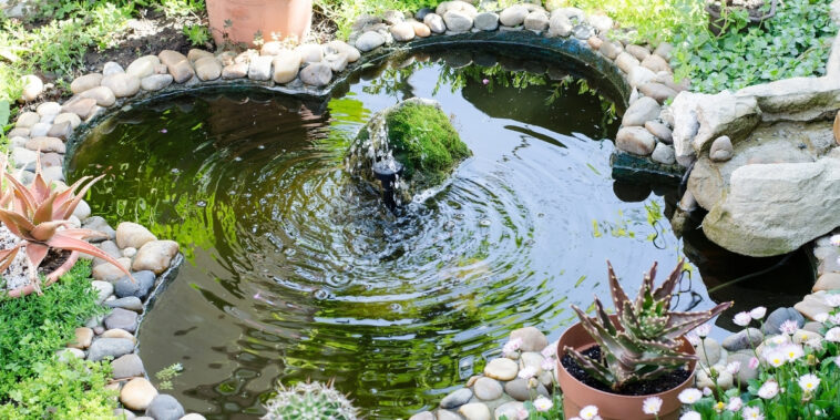 Astuces jardin : comment créer un jardin aquatique et attirer la vie pour un espace zen