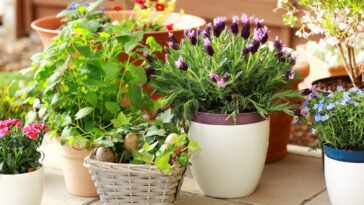 Comment éviter les mauvaises herbes sur un balcon ?