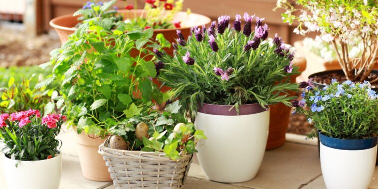 Comment éviter les mauvaises herbes sur un balcon ?