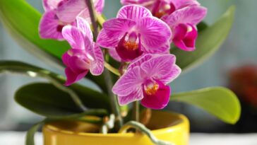 Où faut-il placer une orchidée pour favoriser sa floraison ?
