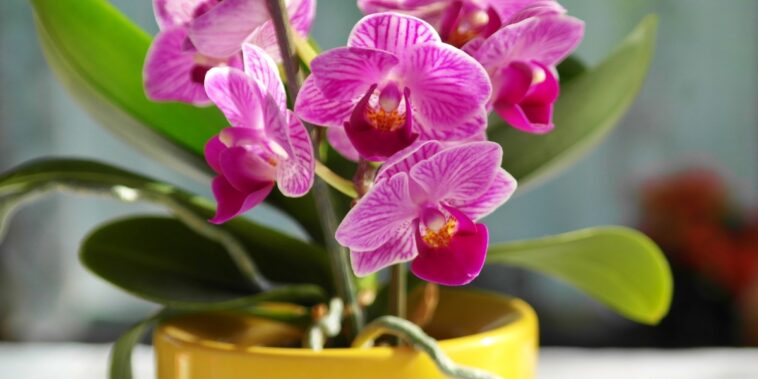 Où faut-il placer une orchidée pour favoriser sa floraison ?
