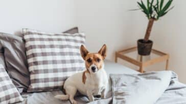 Comment enlever facilement les odeurs de chien dans la maison ?