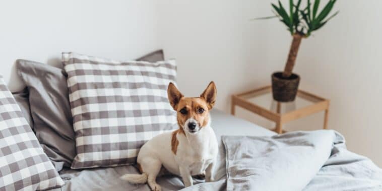 Comment enlever facilement les odeurs de chien dans la maison ?
