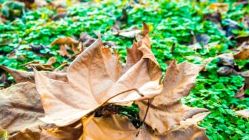 Cette technique inconnue pour recycler les feuilles mortes va booster votre jardin cet automne
