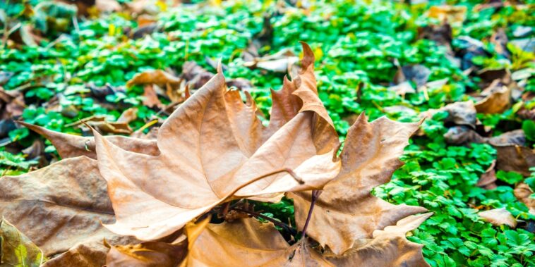 Cette technique inconnue pour recycler les feuilles mortes va booster votre jardin cet automne