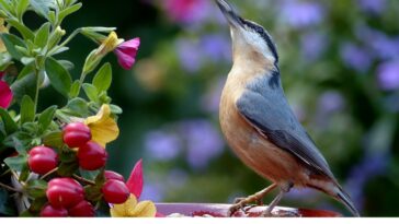 Comment protéger votre potager des oiseaux cet automne 2023 ?