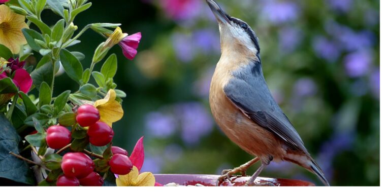 Comment protéger votre potager des oiseaux cet automne 2023 ?
