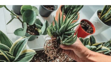 Comment multiplier les plantes grasses et les succulentes ?